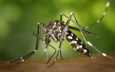 8 cách diệt muỗi và côn trùng hiệu quả không dùng hoá chất