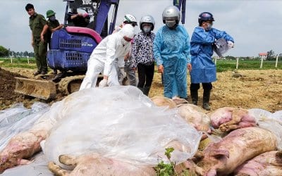 Dịch tả lợn Châu Phi gây thiệt hại trên 3.600 tỉ đồng