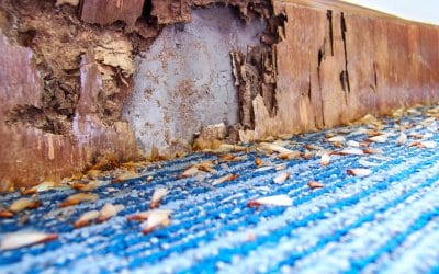 Cách diệt mối trong tường nhà để không làm hư hại công trình